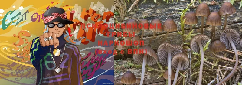 MEGA маркетплейс  Ковдор  Псилоцибиновые грибы Magic Shrooms 